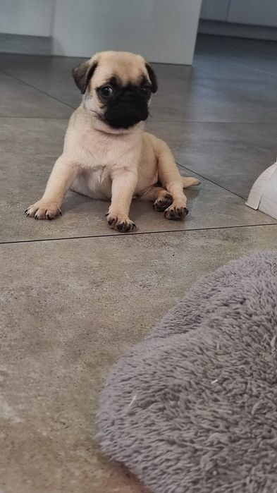 Mops piesek beżowy