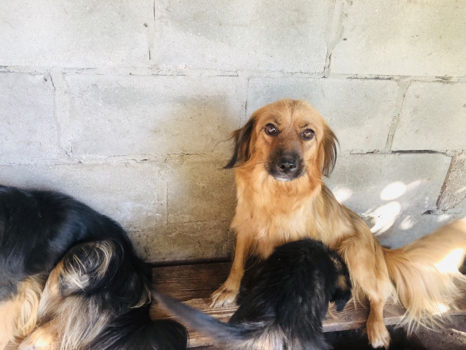 Отдам собак,стериализованные