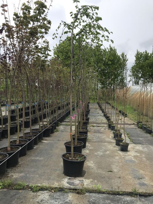 BRZOZA YONGI Pendula 180  cm cena 150 zł