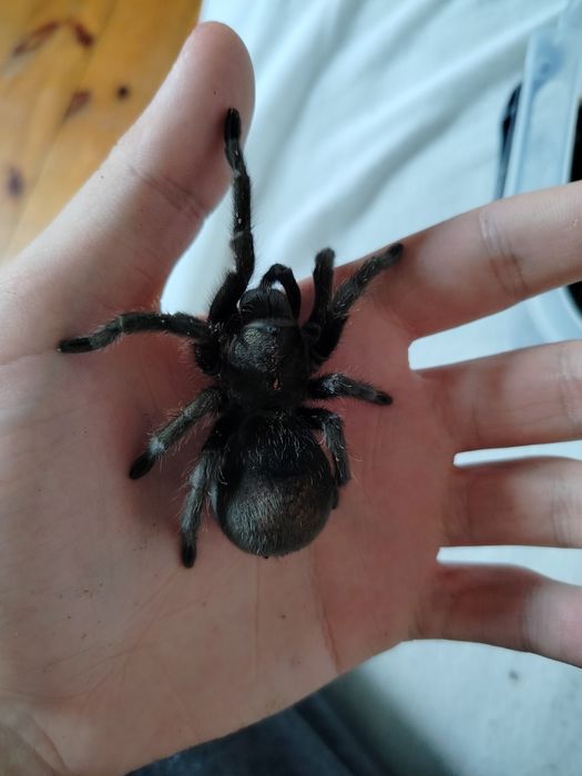 Grammostola Pulchra Samica