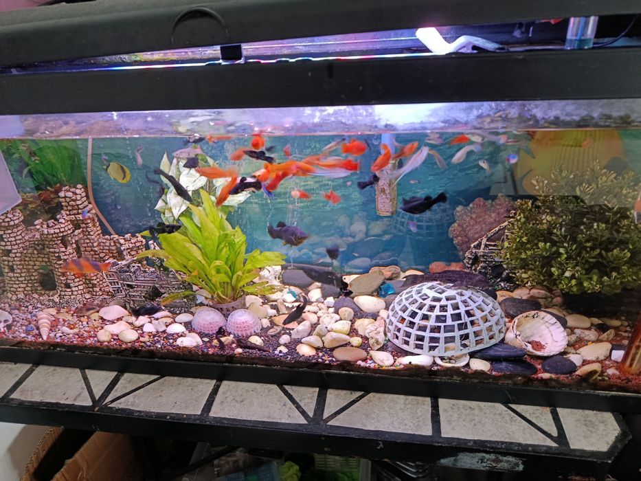 Aquário +Peixes água quente+ filtro externo+mesa