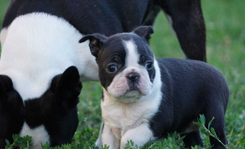 Suczka Boston Terrier - ZKwP/FCI o/Wrocław