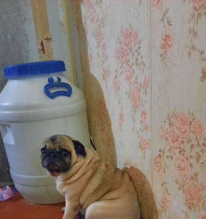 Отдам породистого мопса в хорошие руки  в связи с переездом в другую с