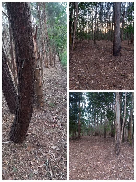 Limpezas de terrenos/entre outros trabalhos