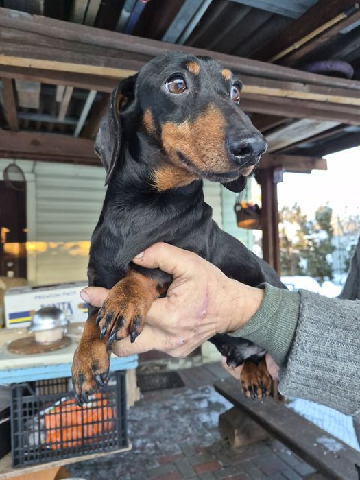 Такса, Байрактар,4 роки,документи, плем.сертифікат