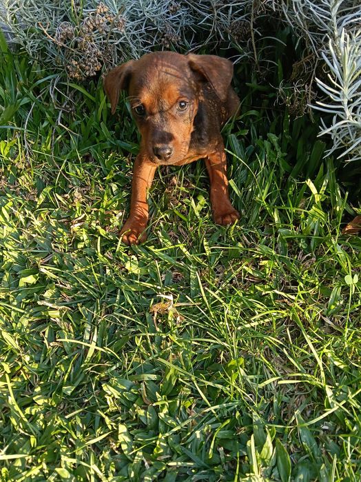 Pinscher macho castanho