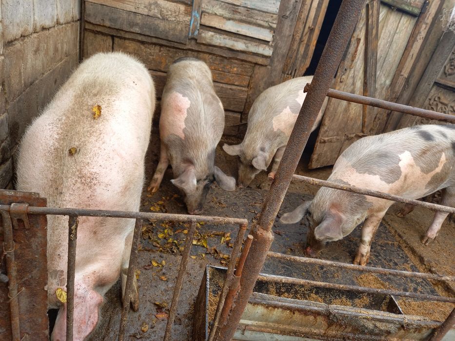 Продажа сільгосп тварин