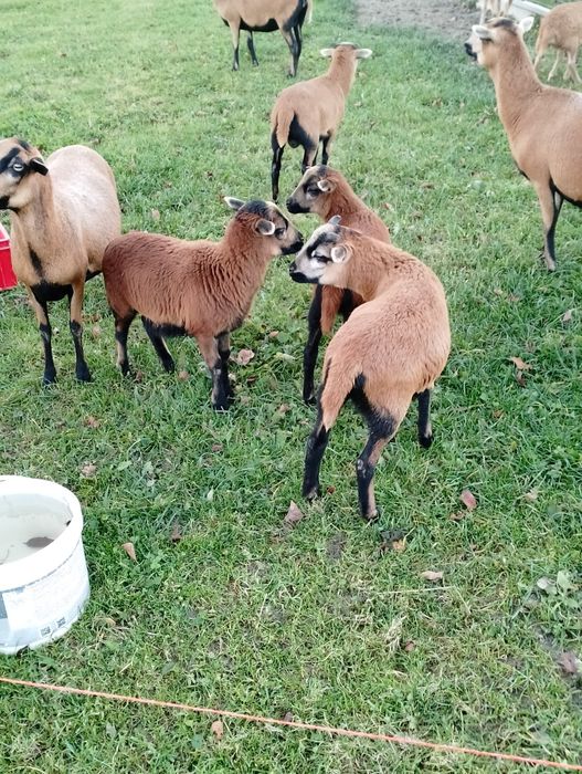 Sprzedam młode owieczki