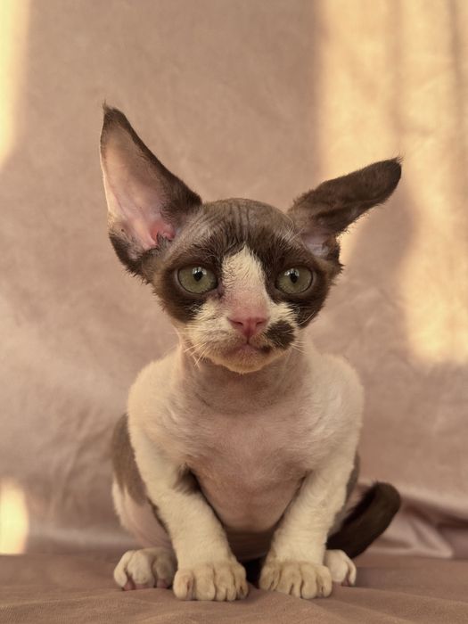 Devon rex kotka czekoladowa