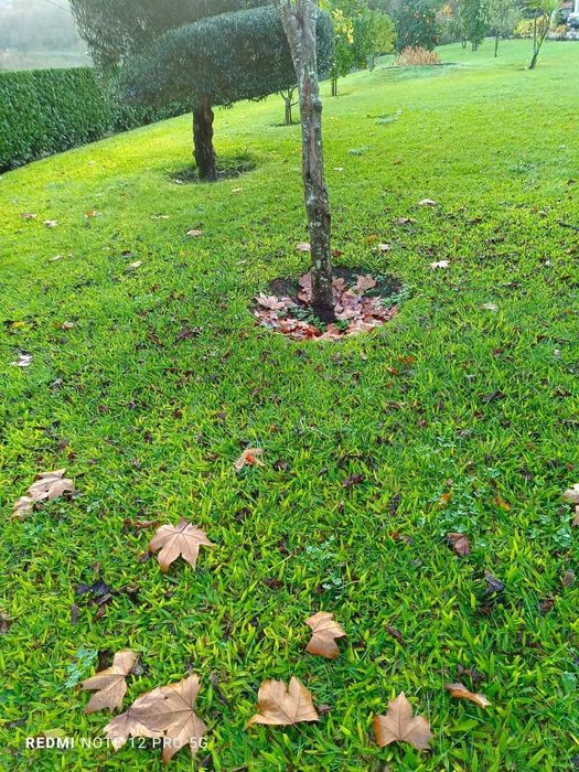 Faço jardins, corto lenha e faço limpezas florestais