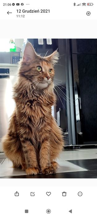 Maine coon. Kocur. Czarny pręgowany z białym