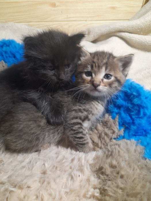 Віддам кошенят в добрі руки..
