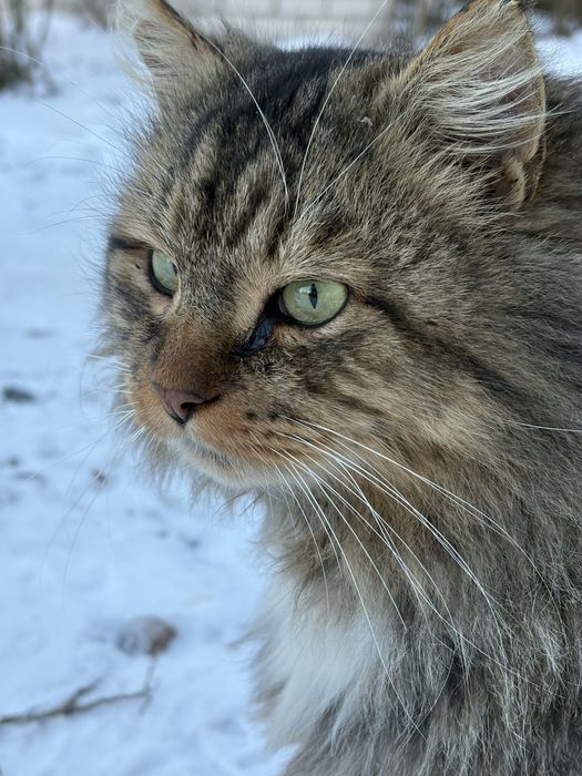 Розкішний красень шукає родину