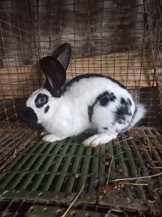 Самець німецький строкач