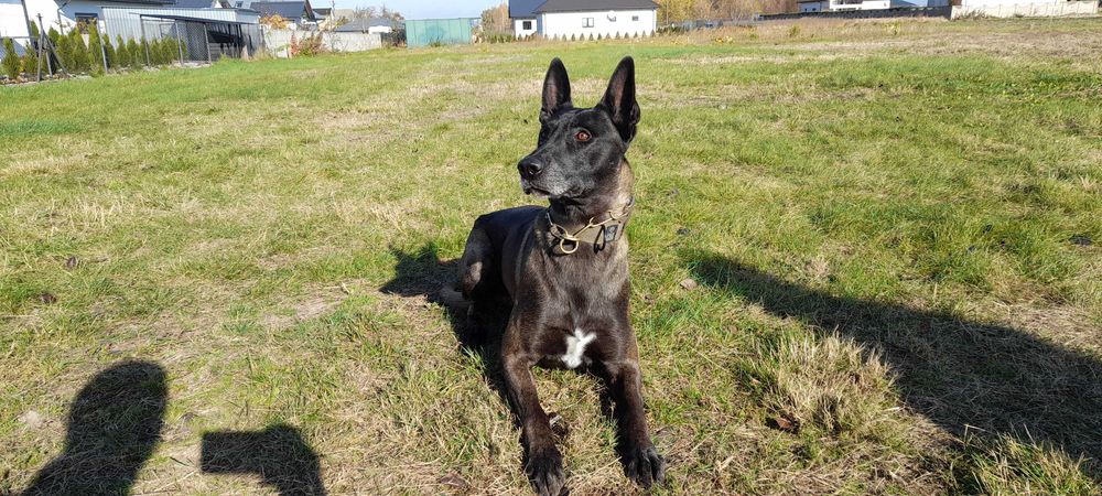 Owczarek Belgijski Malinois - FCI piesek 6 miesięcy
