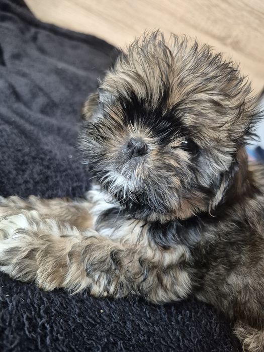 Shih Tzu piesek Alex – rodowód, chip, wyprawka