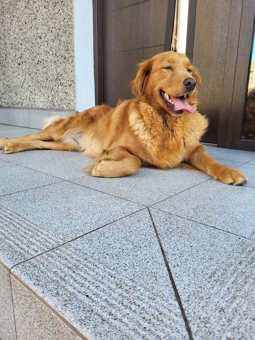 Chłopczyk golden retriever ciemno złote