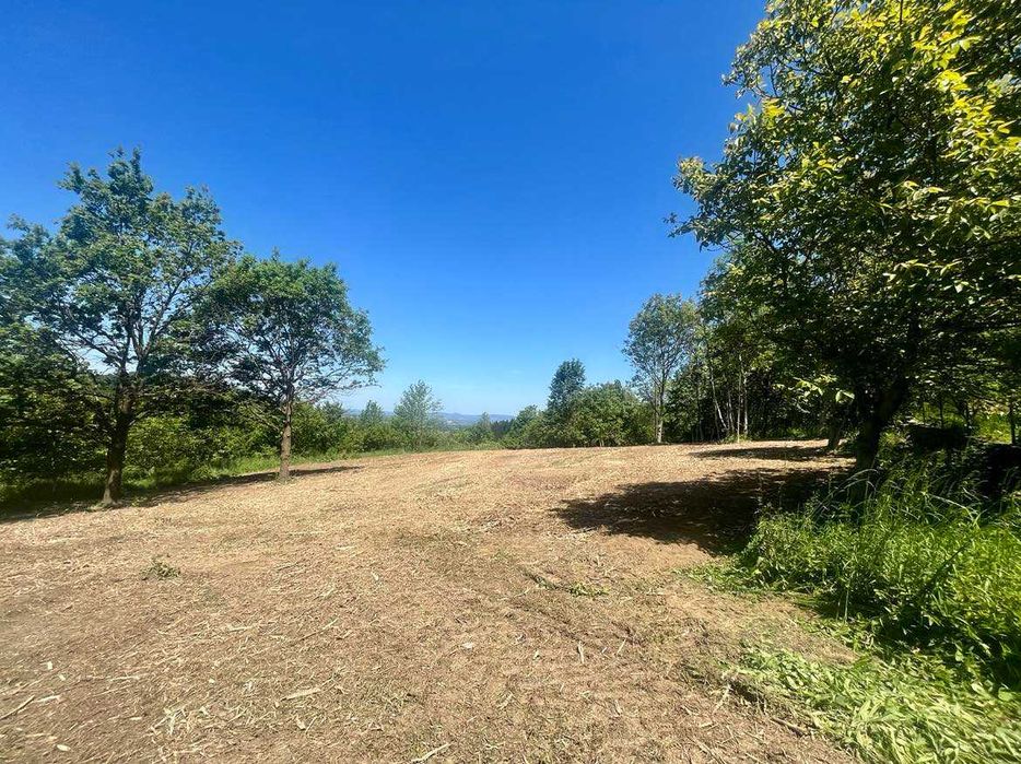 Mulczowanie usuwanie zakrzaczen samosiejek mulczer leśny usługi