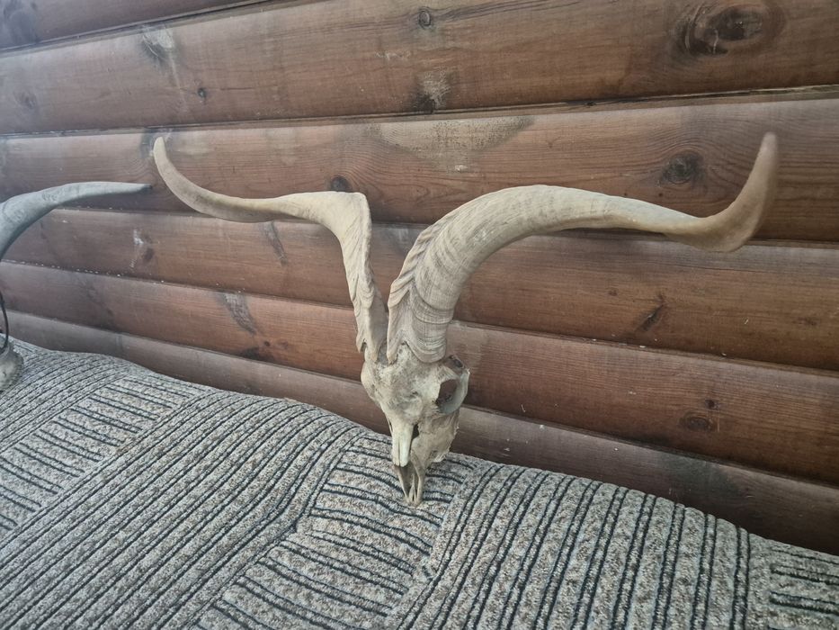 Baran cap rogi Viking