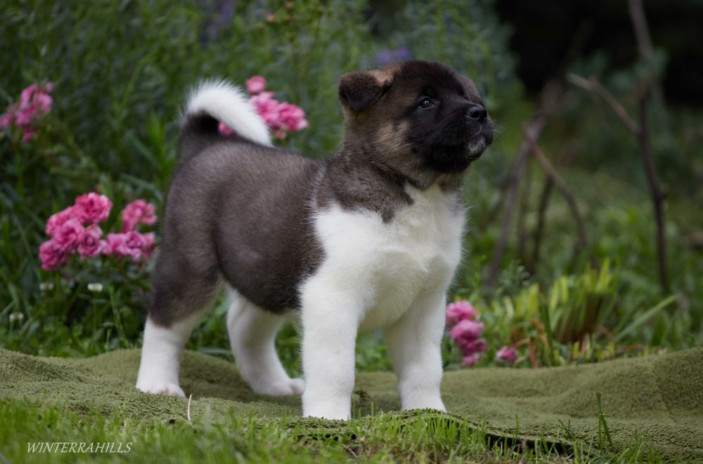 Видатні крові! Цуценята Американська Акіта КСУ / Акита Американская