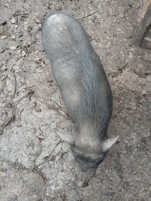 Продам вьетнамских поросят свиней