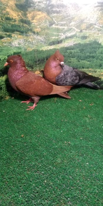 Casal de pombos correios