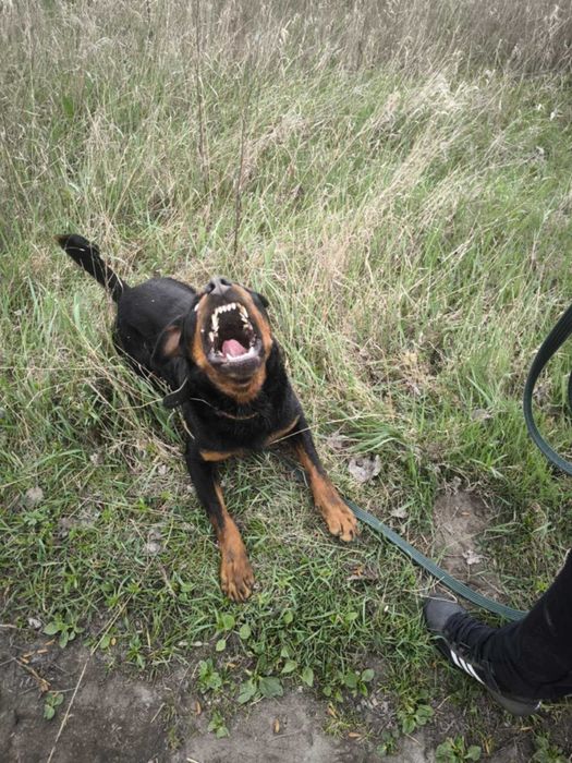 Hera- ok 2,5 letnia rottweilerka do adopcji