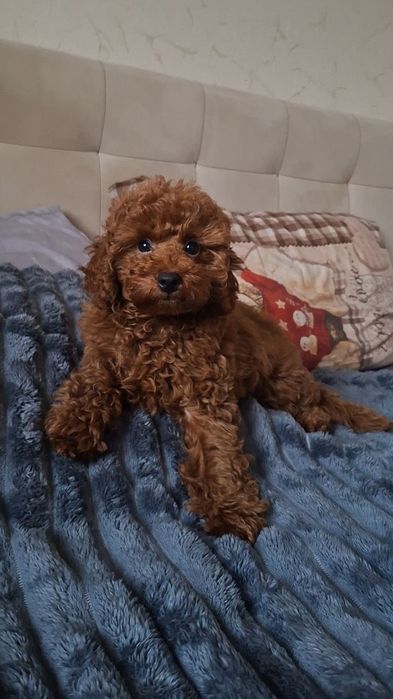 Продаж цуценята той пудель Ред Браун