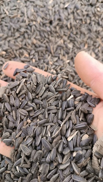 Słonecznik na paszę na poplony do wszystkiego