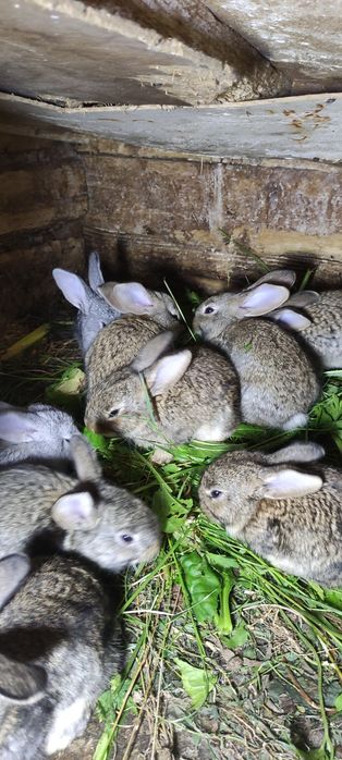 Кроленята на відгодівлю