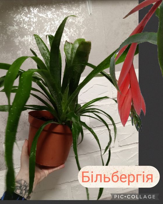 Невибагливі кімнатні рослини. Філ Медуза. Шлюмбергера. Цикламен