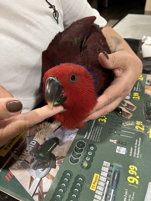 Papagaio Ecletus femea