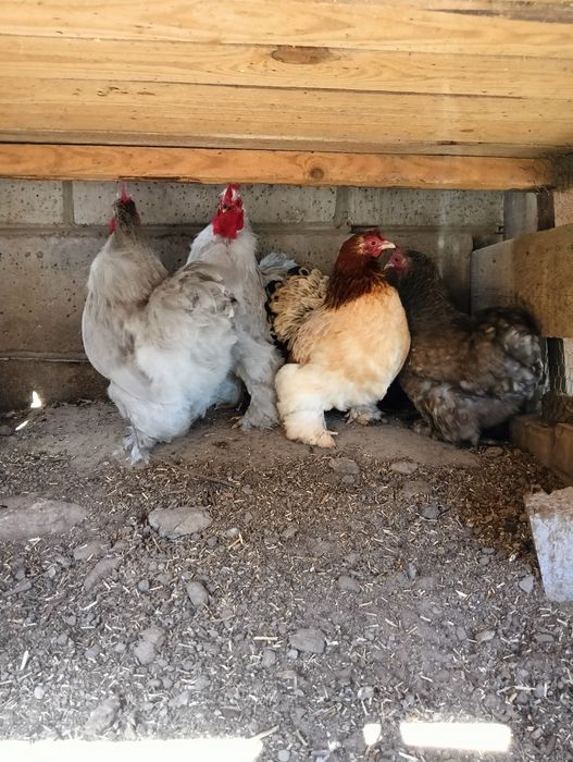 Jajka lęgowe karzełek kochin