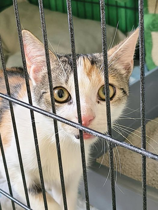 Luna, piękna kotka do adopcji