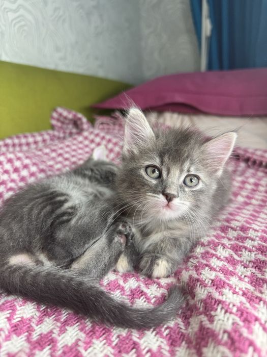 Шукають люблячу родину двоє чудових кошенят