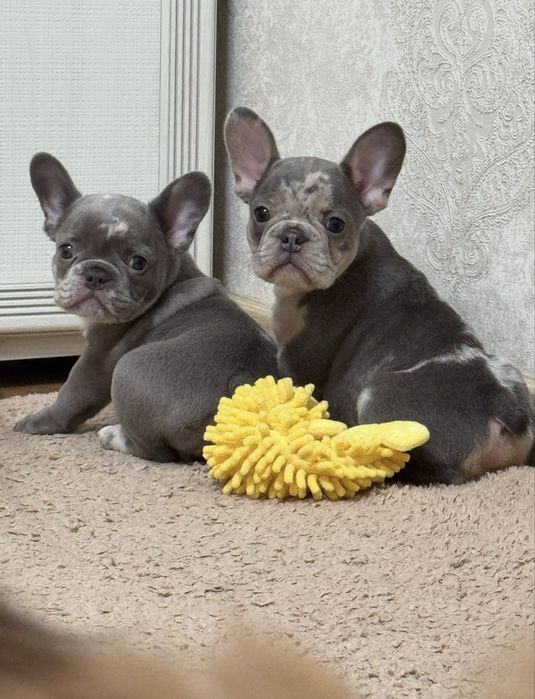 Крутезні французькі бульдожки