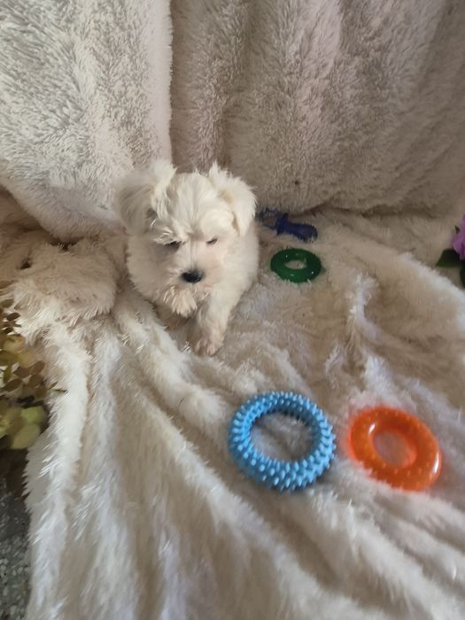 Bichon Maltês Macho Criadora Registada PT3088FL
