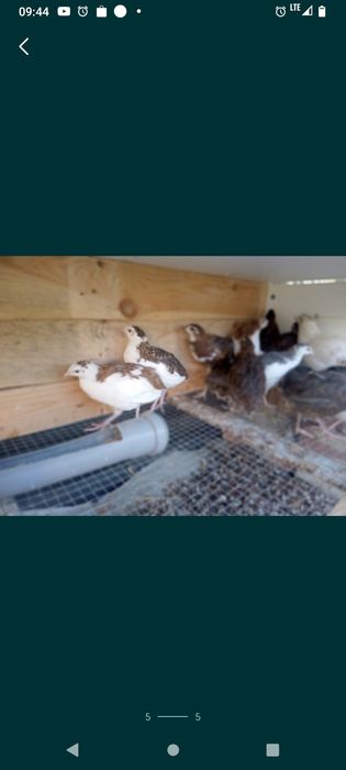 Przepiórki Caledon i Texas ,samice.