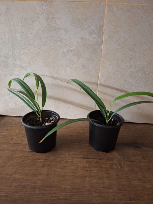 Фікуси бенджаміна неон, алі, анастасія, амстел голд