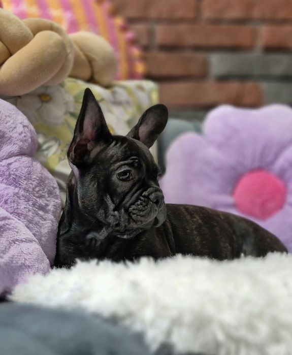 dziewczynka buldog francuski gotowa do odbioru