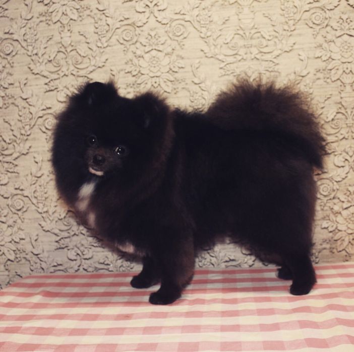 Померанський шпіц