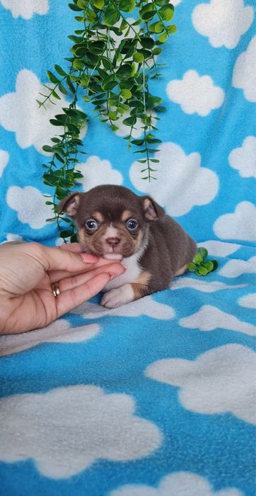 Excelente mini menina Chihuahua/Chiuaua de Qualidade, Linhagem Russa