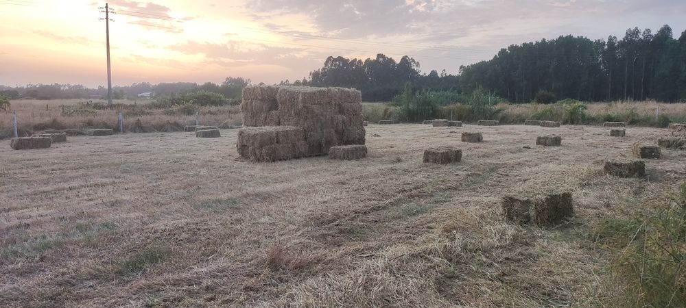 Fardos de Palha 2026