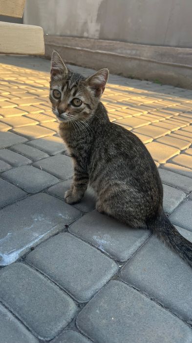 Кошенята Безкоштовно