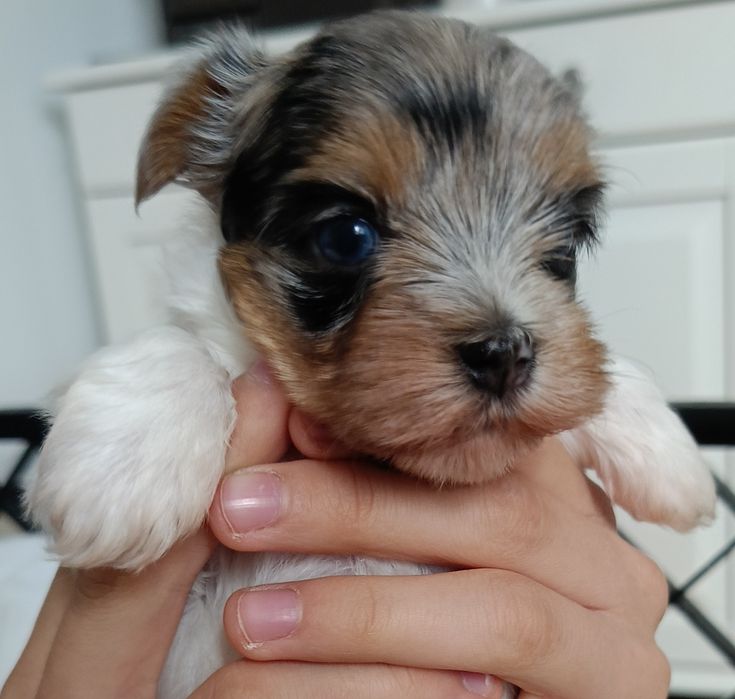 Sunia Yorkshire terrier malutka Bluebery