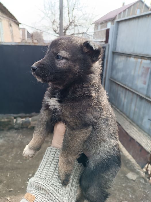 Цуценята в добрі руки