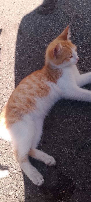 Віддам котят в добрі руки