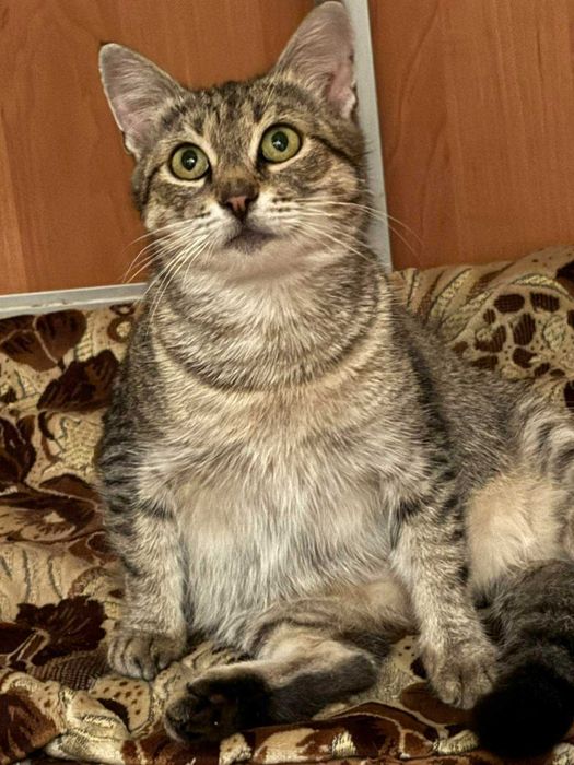 Срочно ищет дом кошечка Ясмина.