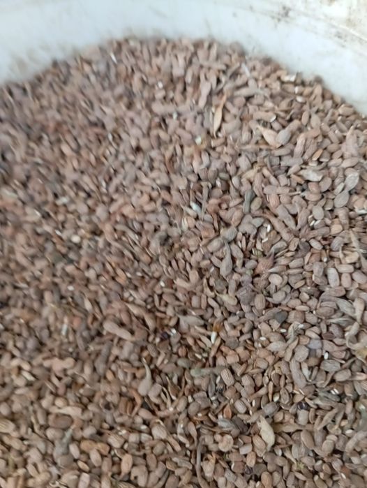 Saladera saradela igela wysyłam