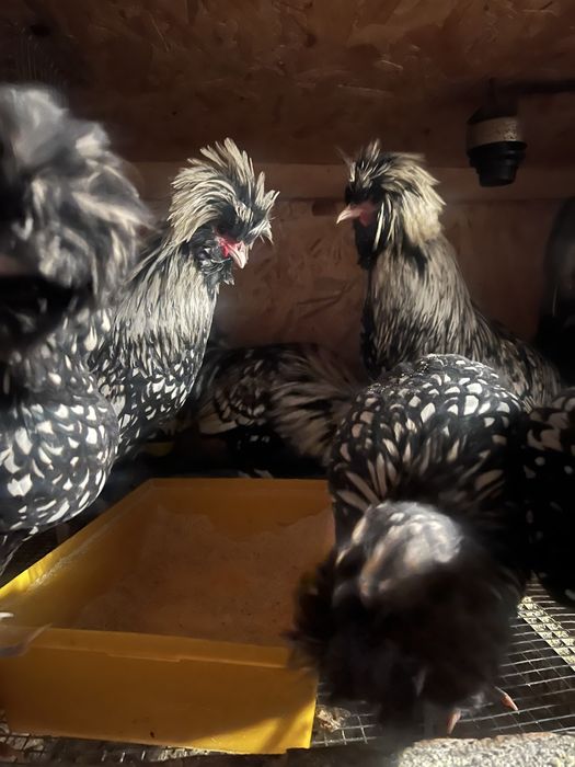 Падуани півні  срібло